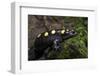 Captive Spotted Salamander. the Orianne Indigo Snake Preserve, Georgia-Pete Oxford-Framed Photographic Print