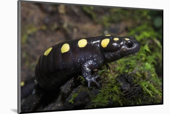 Captive Spotted Salamander. the Orianne Indigo Snake Preserve, Georgia-Pete Oxford-Mounted Photographic Print