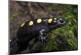 Captive Spotted Salamander. the Orianne Indigo Snake Preserve, Georgia-Pete Oxford-Mounted Photographic Print