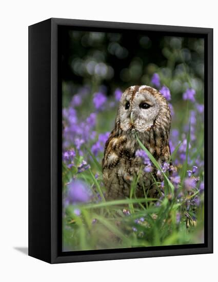 Captive Tawny Owl (Strix Aluco) in Bluebells, United Kingdom-Steve & Ann Toon-Framed Stretched Canvas