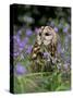 Captive Tawny Owl (Strix Aluco) in Bluebells, United Kingdom-Steve & Ann Toon-Stretched Canvas