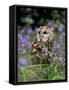 Captive Tawny Owl (Strix Aluco) in Bluebells, United Kingdom-Steve & Ann Toon-Framed Stretched Canvas