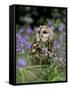 Captive Tawny Owl (Strix Aluco) in Bluebells, United Kingdom-Steve & Ann Toon-Framed Stretched Canvas