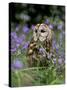 Captive Tawny Owl (Strix Aluco) in Bluebells, United Kingdom-Steve & Ann Toon-Stretched Canvas