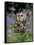 Captive Tawny Owl (Strix Aluco) in Bluebells, United Kingdom-Steve & Ann Toon-Framed Stretched Canvas