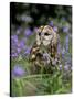 Captive Tawny Owl (Strix Aluco) in Bluebells, United Kingdom-Steve & Ann Toon-Stretched Canvas