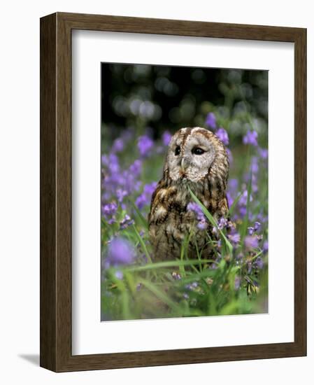 Captive Tawny Owl (Strix Aluco) in Bluebells, United Kingdom-Steve & Ann Toon-Framed Photographic Print
