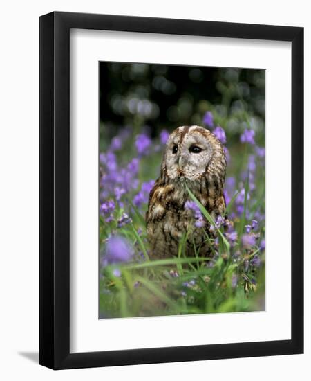 Captive Tawny Owl (Strix Aluco) in Bluebells, United Kingdom-Steve & Ann Toon-Framed Photographic Print