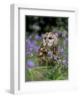 Captive Tawny Owl (Strix Aluco) in Bluebells, United Kingdom-Steve & Ann Toon-Framed Photographic Print