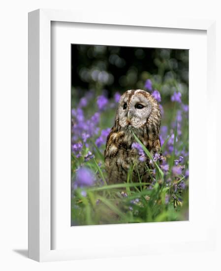 Captive Tawny Owl (Strix Aluco) in Bluebells, United Kingdom-Steve & Ann Toon-Framed Photographic Print