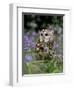 Captive Tawny Owl (Strix Aluco) in Bluebells, United Kingdom-Steve & Ann Toon-Framed Photographic Print