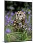 Captive Tawny Owl (Strix Aluco) in Bluebells, United Kingdom-Steve & Ann Toon-Mounted Photographic Print