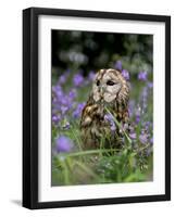 Captive Tawny Owl (Strix Aluco) in Bluebells, United Kingdom-Steve & Ann Toon-Framed Photographic Print