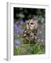 Captive Tawny Owl (Strix Aluco) in Bluebells, United Kingdom-Steve & Ann Toon-Framed Photographic Print