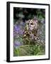 Captive Tawny Owl (Strix Aluco) in Bluebells, United Kingdom-Steve & Ann Toon-Framed Photographic Print