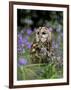 Captive Tawny Owl (Strix Aluco) in Bluebells, United Kingdom-Steve & Ann Toon-Framed Photographic Print