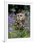 Captive Tawny Owl (Strix Aluco) in Bluebells, United Kingdom-Steve & Ann Toon-Framed Photographic Print