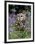 Captive Tawny Owl (Strix Aluco) in Bluebells, United Kingdom-Steve & Ann Toon-Framed Photographic Print