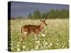 Captive Whitetail Deer Fawn Among Oxeye Daisies, Sandstone, Minnesota, USA-James Hager-Stretched Canvas