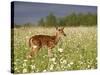 Captive Whitetail Deer Fawn Among Oxeye Daisies, Sandstone, Minnesota, USA-James Hager-Stretched Canvas