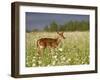 Captive Whitetail Deer Fawn Among Oxeye Daisies, Sandstone, Minnesota, USA-James Hager-Framed Photographic Print