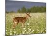 Captive Whitetail Deer Fawn Among Oxeye Daisies, Sandstone, Minnesota, USA-James Hager-Mounted Photographic Print