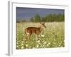 Captive Whitetail Deer Fawn Among Oxeye Daisies, Sandstone, Minnesota, USA-James Hager-Framed Photographic Print