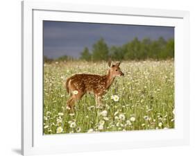 Captive Whitetail Deer Fawn Among Oxeye Daisies, Sandstone, Minnesota, USA-James Hager-Framed Photographic Print