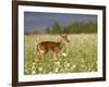 Captive Whitetail Deer Fawn Among Oxeye Daisies, Sandstone, Minnesota, USA-James Hager-Framed Photographic Print