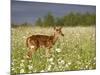 Captive Whitetail Deer Fawn Among Oxeye Daisies, Sandstone, Minnesota, USA-James Hager-Mounted Photographic Print