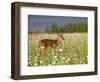 Captive Whitetail Deer Fawn Among Oxeye Daisies, Sandstone, Minnesota, USA-James Hager-Framed Photographic Print