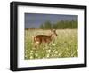 Captive Whitetail Deer Fawn Among Oxeye Daisies, Sandstone, Minnesota, USA-James Hager-Framed Photographic Print