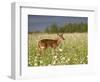 Captive Whitetail Deer Fawn Among Oxeye Daisies, Sandstone, Minnesota, USA-James Hager-Framed Photographic Print