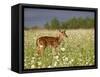 Captive Whitetail Deer Fawn Among Oxeye Daisies, Sandstone, Minnesota, USA-James Hager-Framed Stretched Canvas