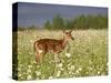 Captive Whitetail Deer Fawn Among Oxeye Daisies, Sandstone, Minnesota, USA-James Hager-Stretched Canvas