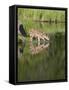 Captive Whitetail Deer Fawn and Reflection, Sandstone, Minnesota, USA-James Hager-Framed Stretched Canvas