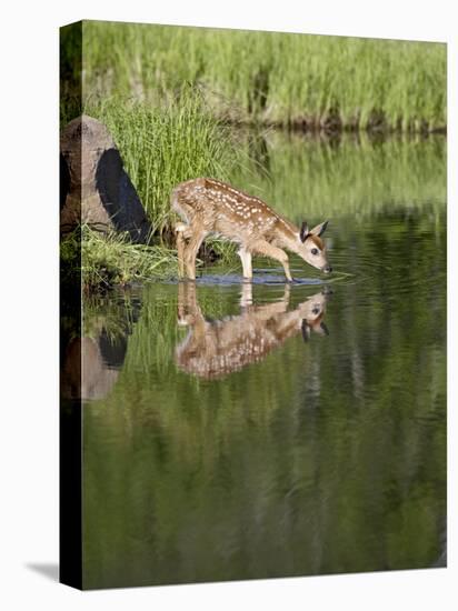 Captive Whitetail Deer Fawn and Reflection, Sandstone, Minnesota, USA-James Hager-Stretched Canvas