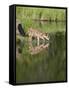 Captive Whitetail Deer Fawn and Reflection, Sandstone, Minnesota, USA-James Hager-Framed Stretched Canvas