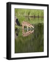 Captive Whitetail Deer Fawn and Reflection, Sandstone, Minnesota, USA-James Hager-Framed Photographic Print