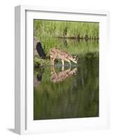 Captive Whitetail Deer Fawn and Reflection, Sandstone, Minnesota, USA-James Hager-Framed Photographic Print