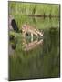 Captive Whitetail Deer Fawn and Reflection, Sandstone, Minnesota, USA-James Hager-Mounted Photographic Print