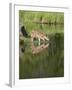 Captive Whitetail Deer Fawn and Reflection, Sandstone, Minnesota, USA-James Hager-Framed Photographic Print