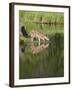 Captive Whitetail Deer Fawn and Reflection, Sandstone, Minnesota, USA-James Hager-Framed Photographic Print