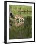 Captive Whitetail Deer Fawn and Reflection, Sandstone, Minnesota, USA-James Hager-Framed Photographic Print