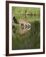 Captive Whitetail Deer Fawn and Reflection, Sandstone, Minnesota, USA-James Hager-Framed Photographic Print