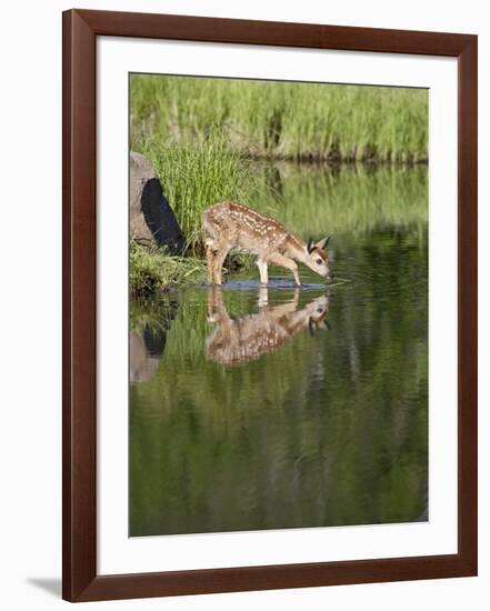 Captive Whitetail Deer Fawn and Reflection, Sandstone, Minnesota, USA-James Hager-Framed Photographic Print