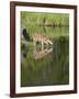 Captive Whitetail Deer Fawn and Reflection, Sandstone, Minnesota, USA-James Hager-Framed Photographic Print