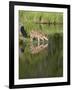 Captive Whitetail Deer Fawn and Reflection, Sandstone, Minnesota, USA-James Hager-Framed Photographic Print