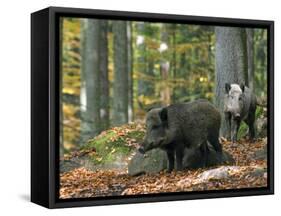 Captive Wild Boars in Autumn Beech Forest, Germany-Philippe Clement-Framed Stretched Canvas