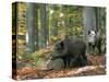 Captive Wild Boars in Autumn Beech Forest, Germany-Philippe Clement-Stretched Canvas